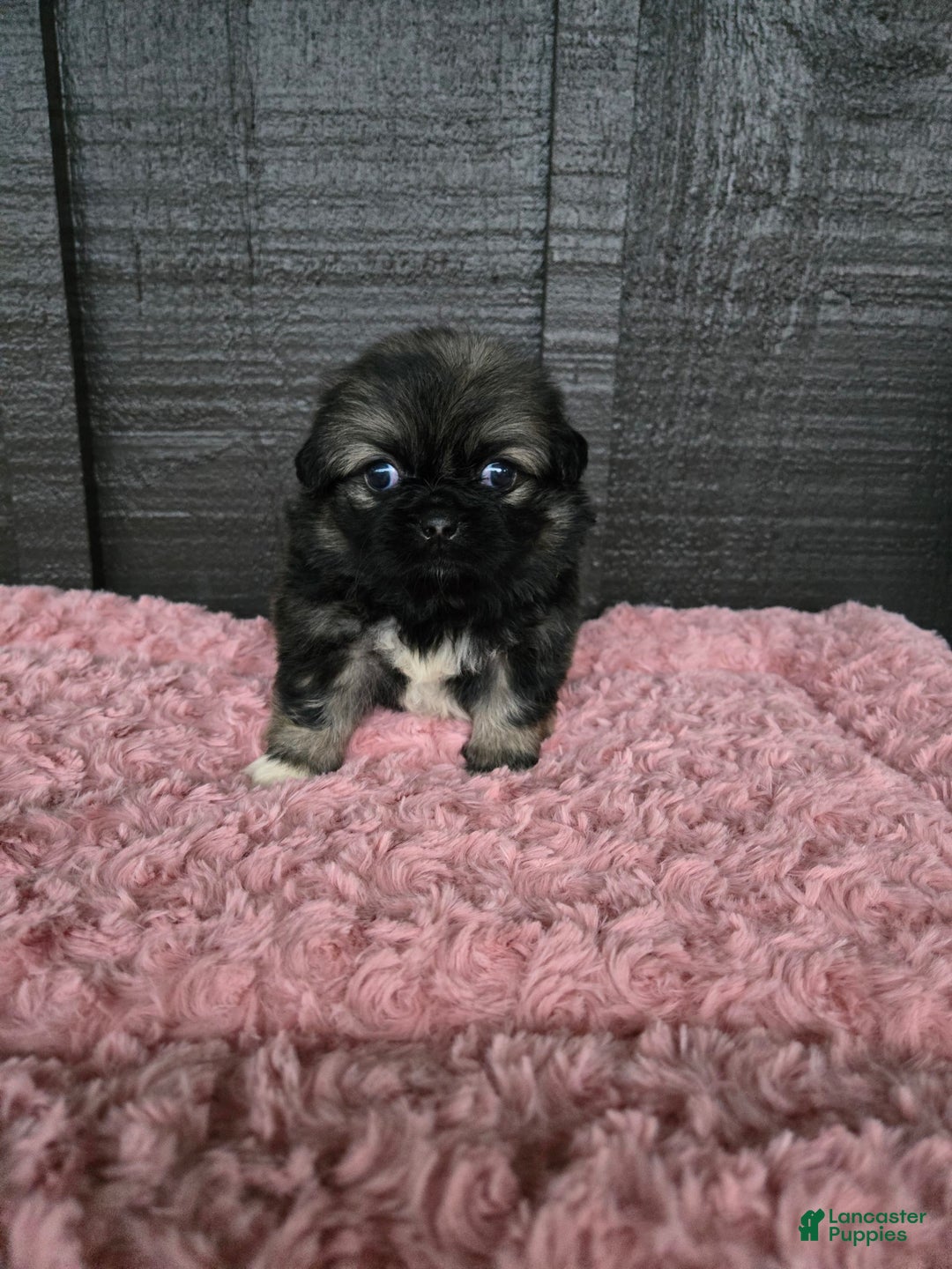 Pekingese dogs for sale: Myers - Image 2