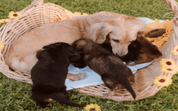 Dachshund dogs for sale: Shaded Cream Male - Image 23