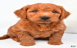 Mini Goldendoodle dogs for sale: Ollie - Image 5