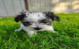 Morkie dogs for sale: Tiny Tim - Image 9