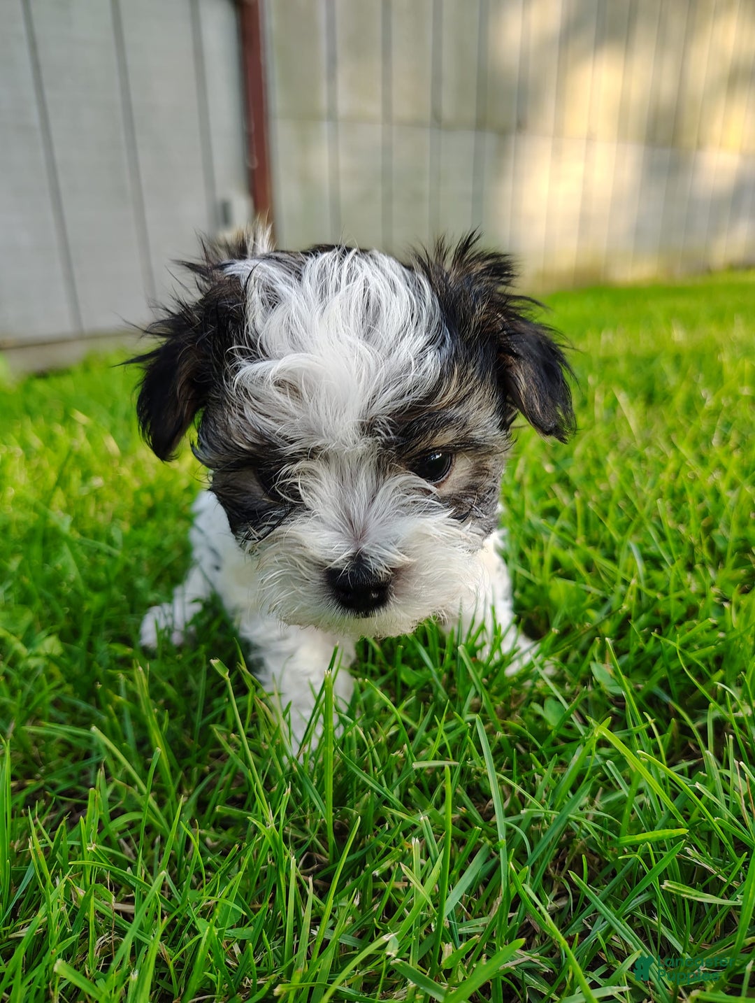 Morkie dogs for sale: Tiny Tim - Image 9