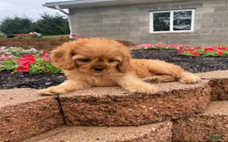 Cavapoo dogs for sale: Nellie - Image 3