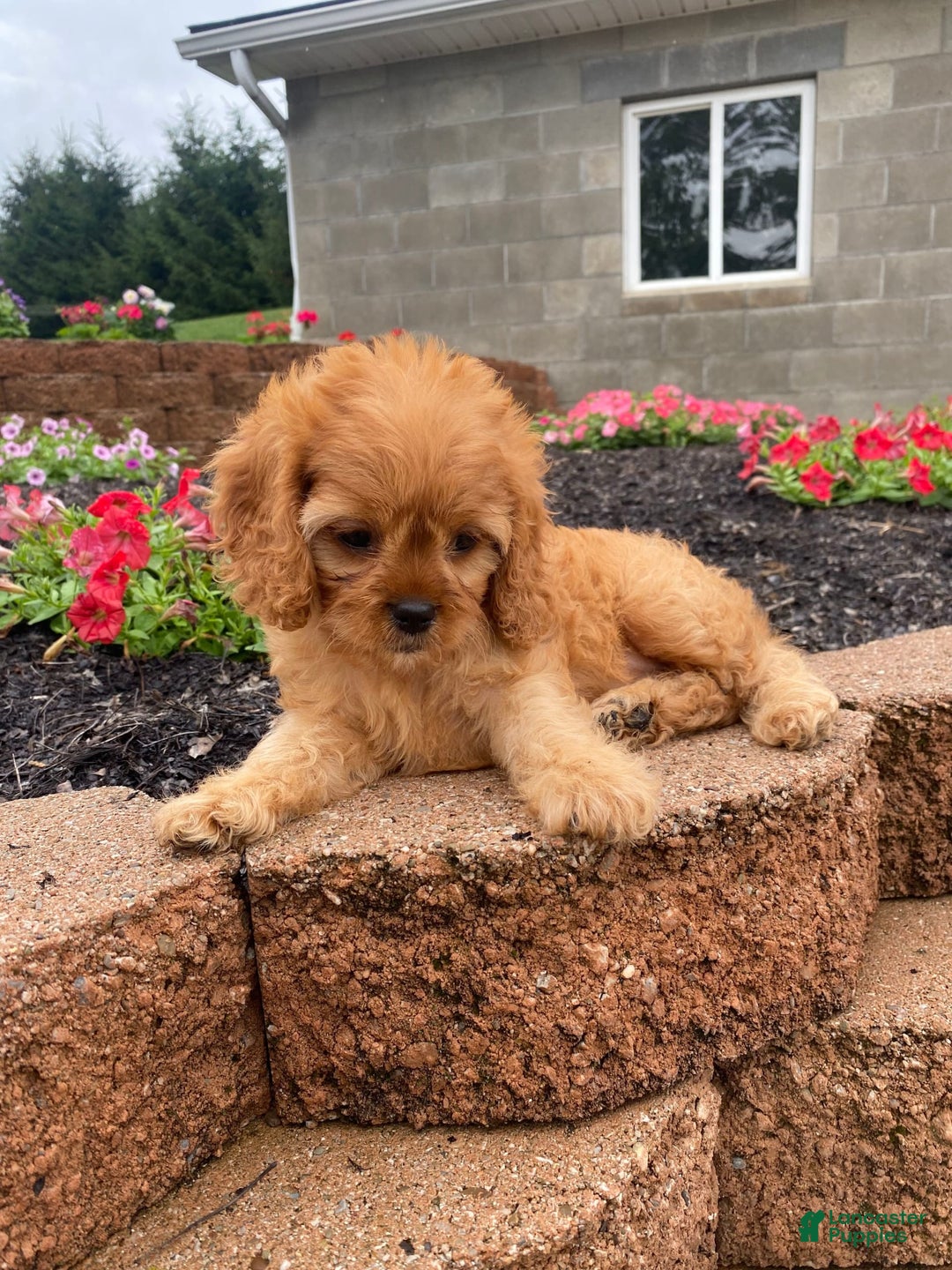 Cavapoo dogs for sale: Nellie - Image 3