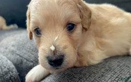 Aussiedoodle dogs for sale: Beau - Image 5