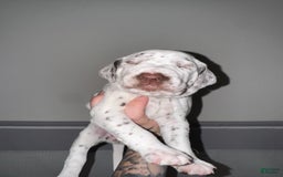 Dalmatian dogs for sale: Caitlin Bark - Image 1