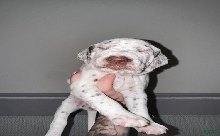 Dalmatian dogs for sale - Ad 3