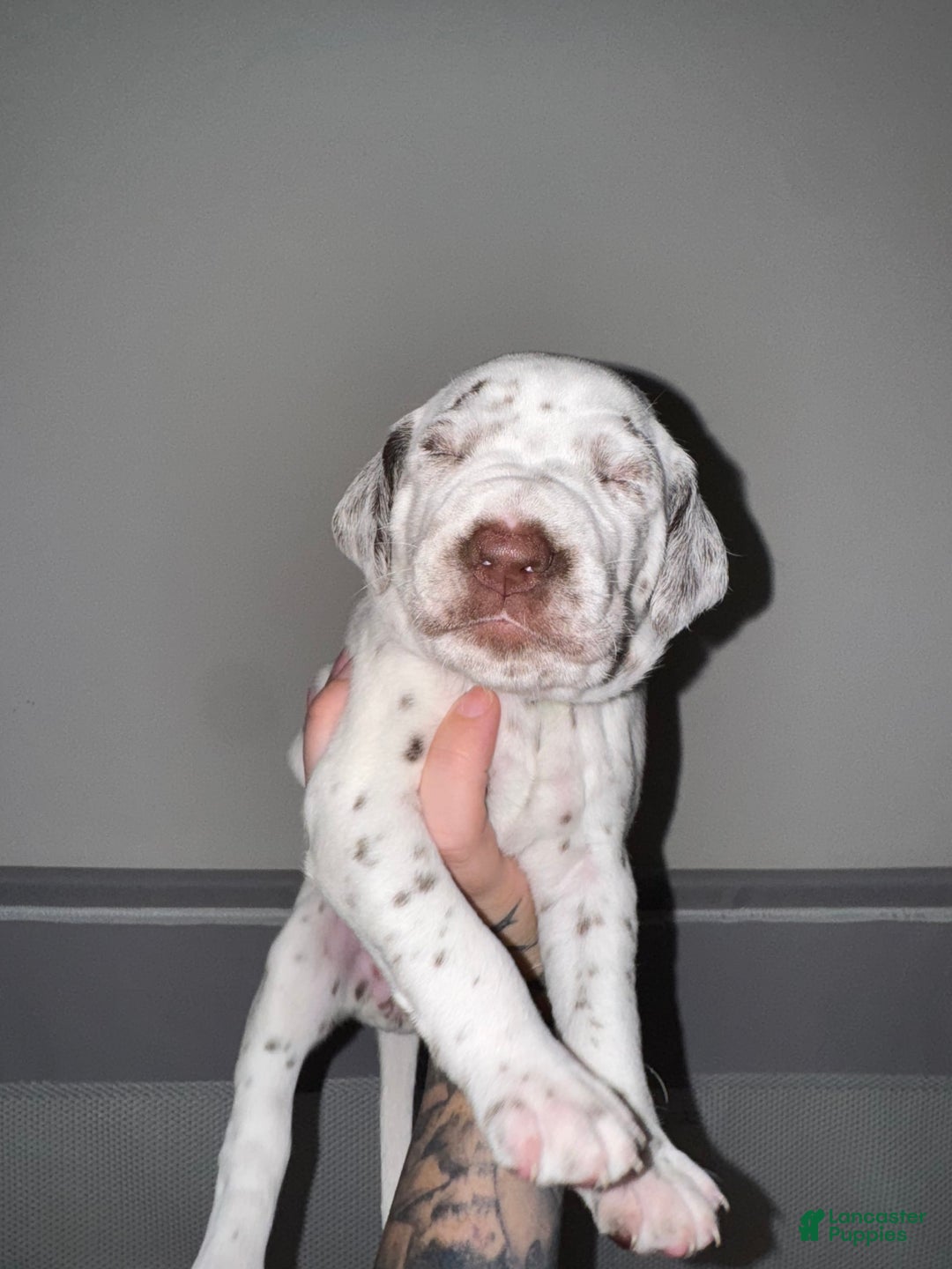 Dalmatian dogs for sale: Caitlin Bark - Image 1
