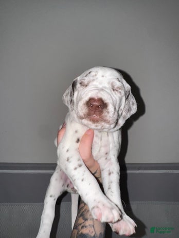 Dalmatian dogs for sale - Ad 3