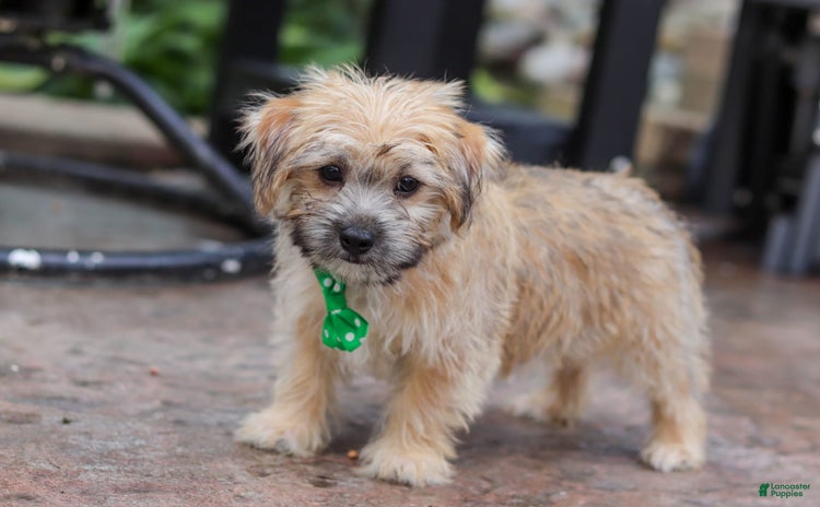Morkie dogs for sale - Ad 2
