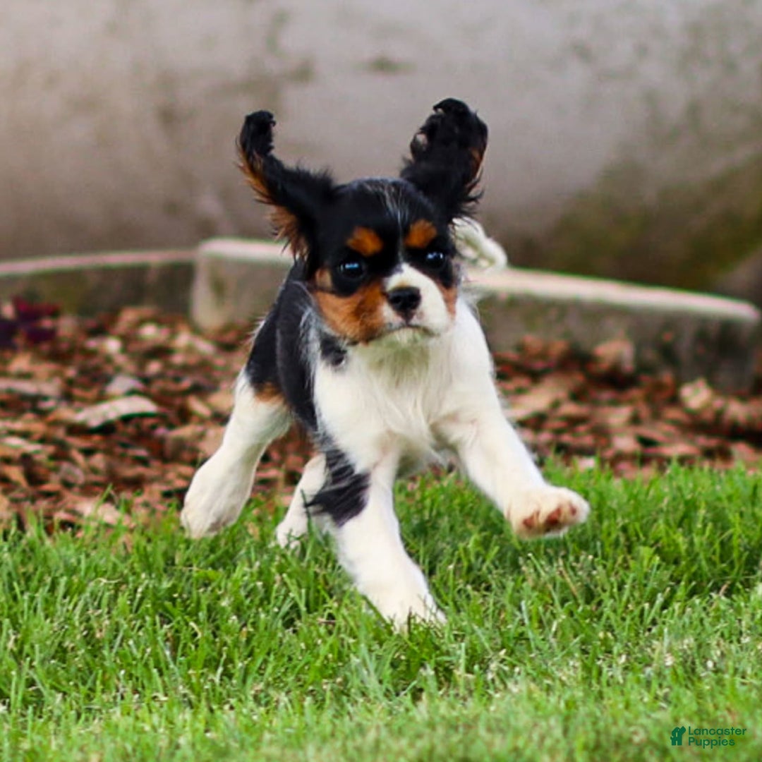 Cavalier King Charles Spaniel dogs for sale: Bailey - Image 10