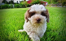 Havapoo dogs for sale: Vixen - Image 15