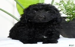 Mini Goldendoodle dogs for sale: Harry - Image 6