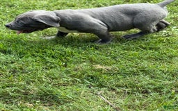 American Bully dogs for sale: Bam Bam - Image 6