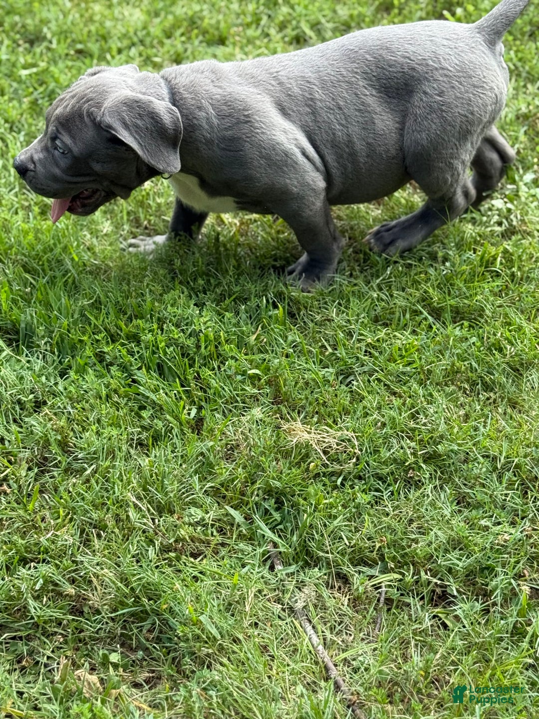 American Bully dogs for sale: Bam Bam - Image 6