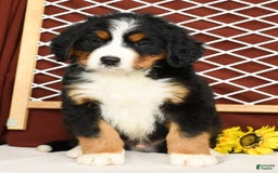 Bernese Mountain Dog dogs for sale: Ronald - Image 10