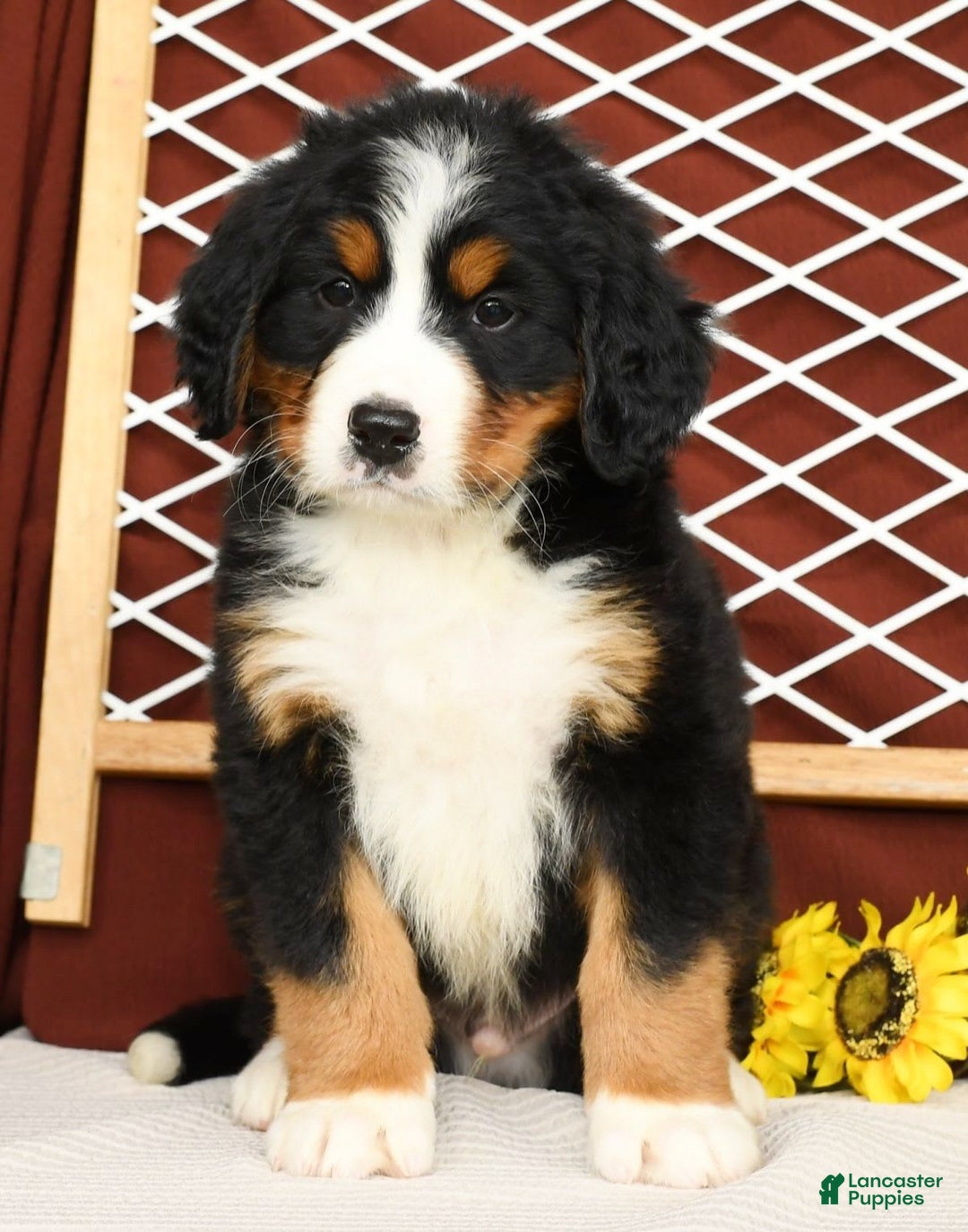 Bernese Mountain Dog dogs for sale: Ronald - Image 10