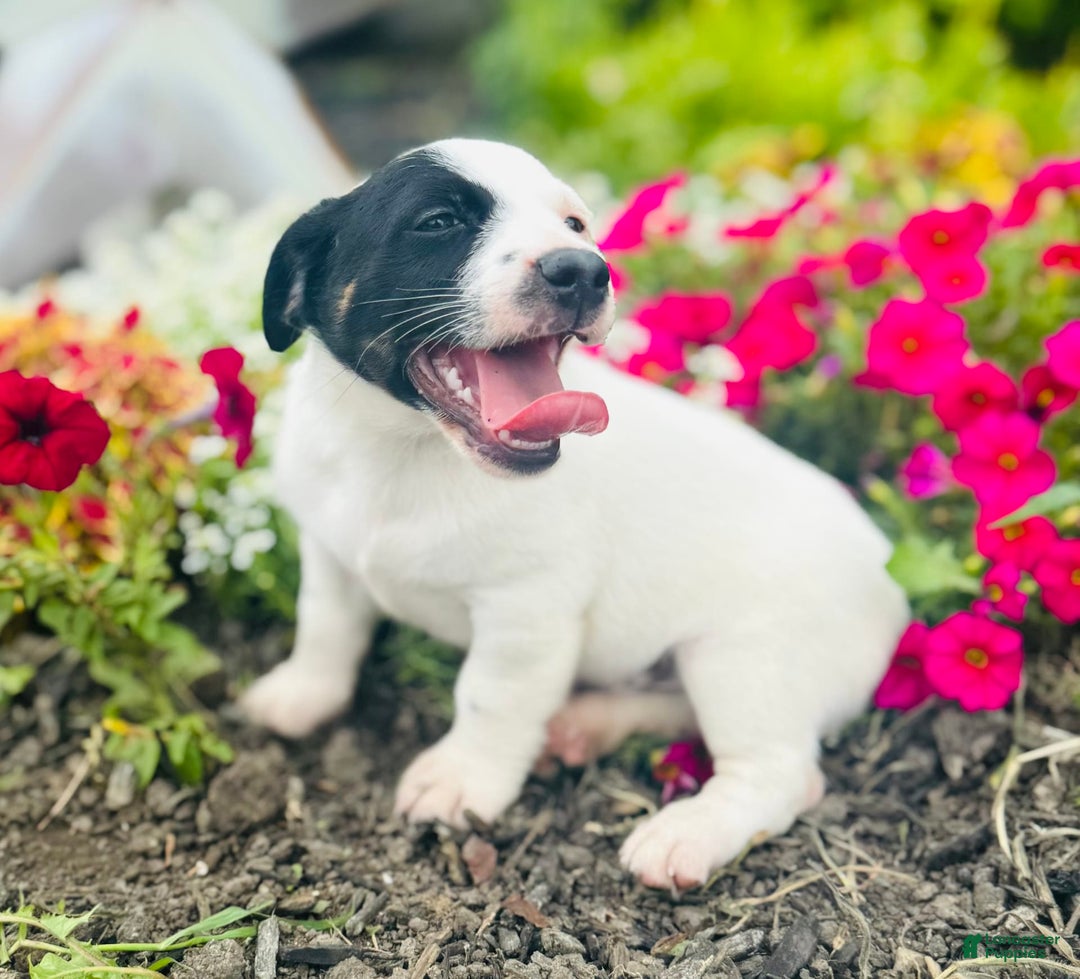 Jack Russell Terrier dogs for sale: Landon - Image 5
