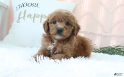 Goldendoodle dogs for sale: Snickers - Image 5