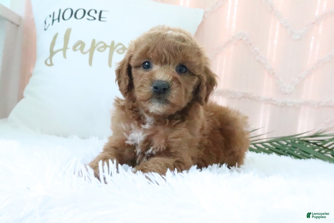Goldendoodle dogs for sale: Snickers - Image 5