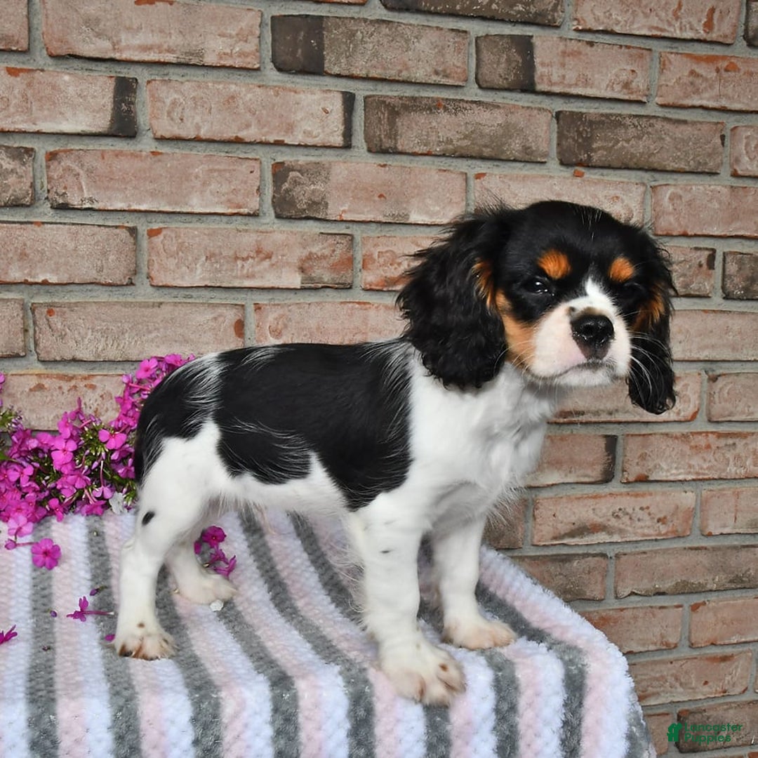 Cavalier King Charles Spaniel dogs for sale: Duke - Image 10