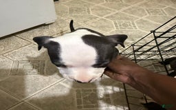 Canaan Dog dogs for sale: Snoop - Image 4