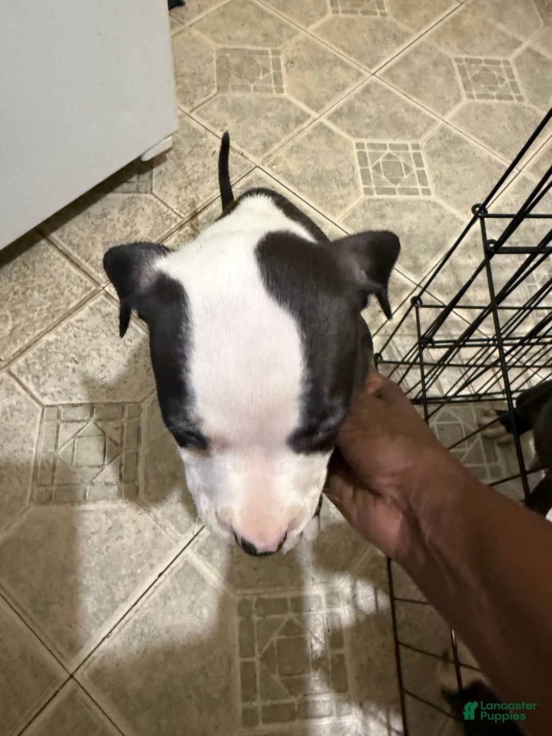 Canaan Dog dogs for sale: Snoop - Image 4