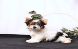Biewer Terrier dogs for sale: Ava - Image 4