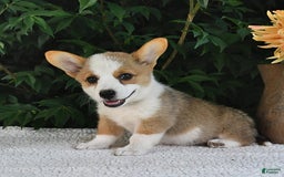 Welsh Corgi Pembroke dogs for sale: Rose - Image 10