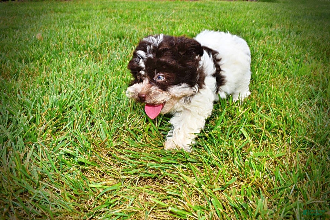 Havapoo dogs for sale: Destiny - Image 11