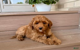 Cockapoo dogs for sale: Samantha - Image 3