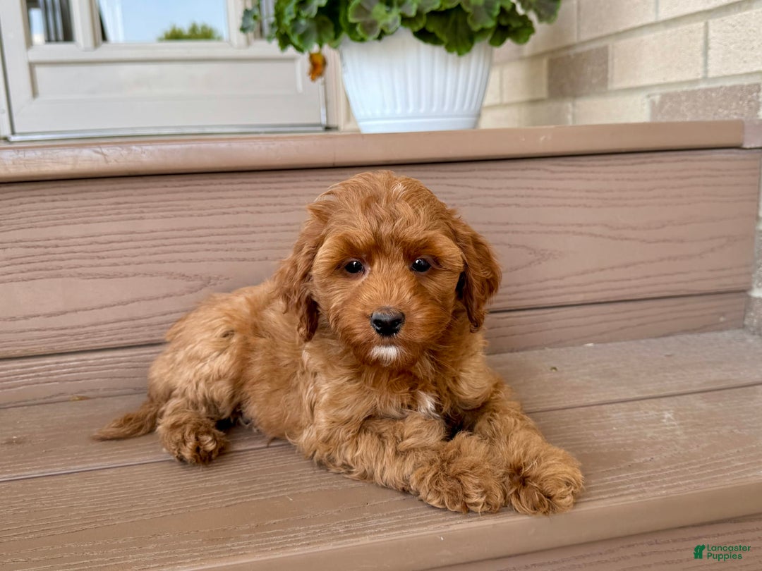 Cockapoo dogs for sale: Samantha - Image 3