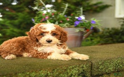 Miniature Poodle dogs for sale: Rhett - Image 5
