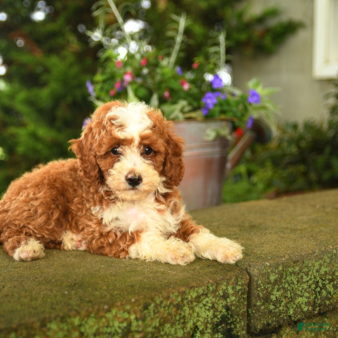 Miniature Poodle dogs for sale: Rhett - Image 5