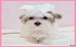 Morkie dogs for sale: Gemma - Image 2