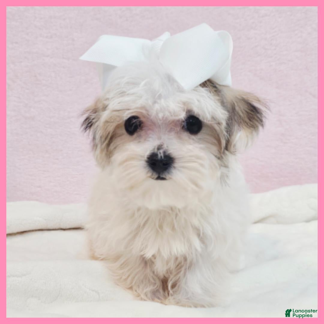 Morkie dogs for sale: Gemma - Image 2