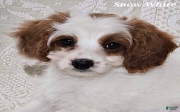 Cavapoo dogs for sale: Cavapoo 2 puppies - Image 6