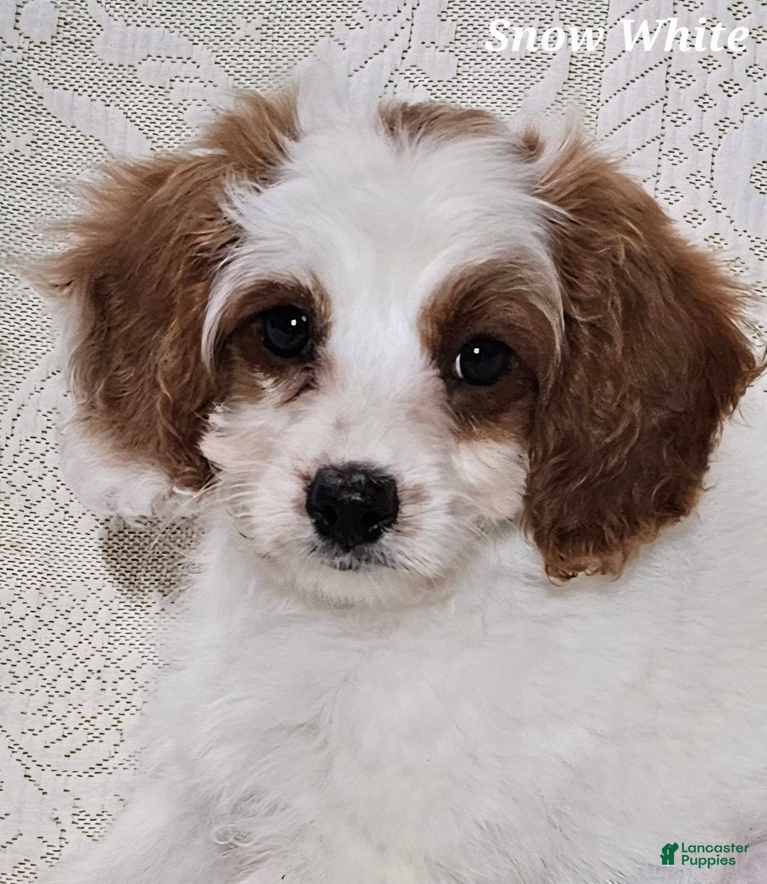 Cavapoo dogs for sale: Cavapoo 2 puppies - Image 6