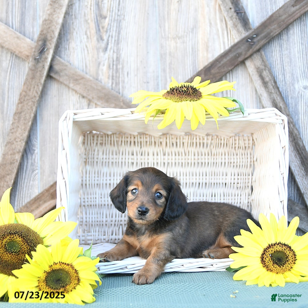 Dachshund dogs for sale: Chloe - Image 1