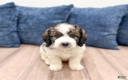 Mini Bernedoodle dogs for sale: Buster - Image 1