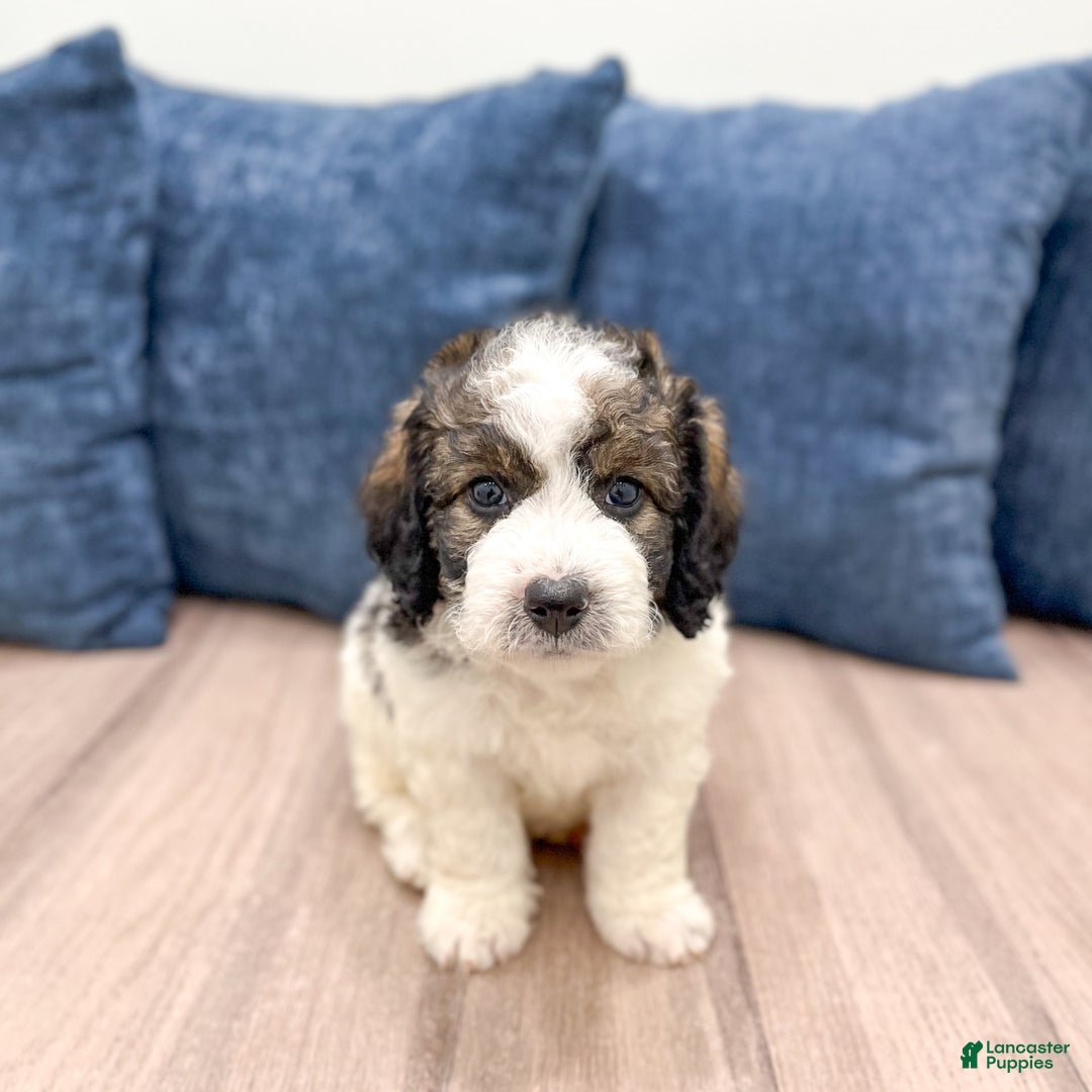 Mini Bernedoodle dogs for sale: Buster - Image 1