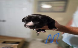 Great Dane dogs for sale: Black Male 5 - Image 1