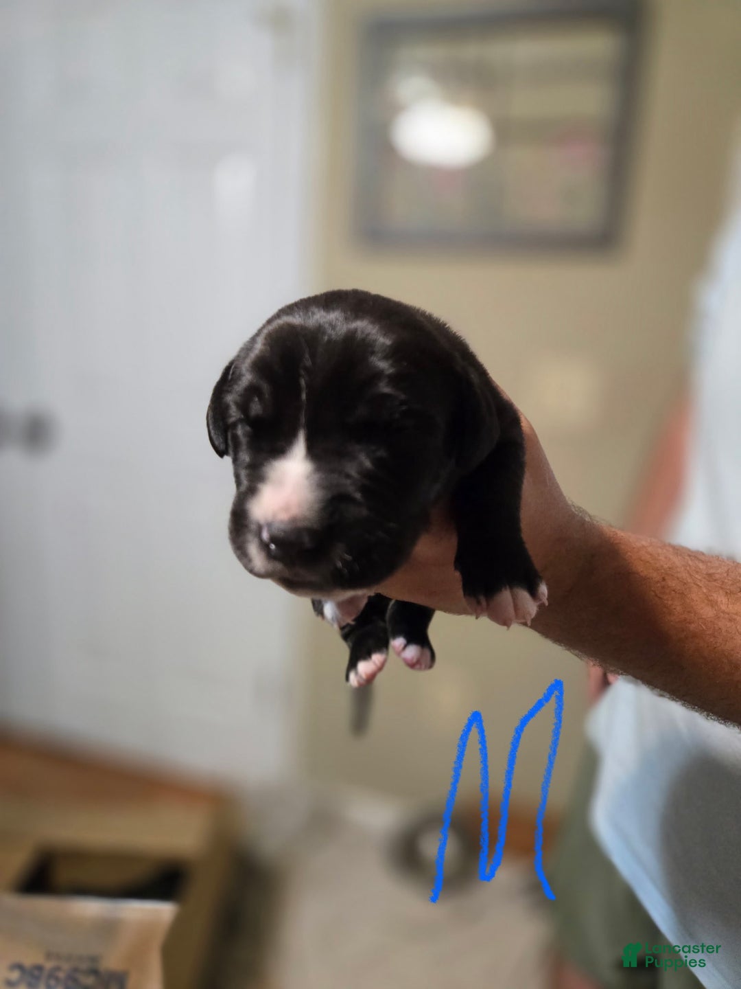 Great Dane dogs for sale: Black Male 5 - Image 1