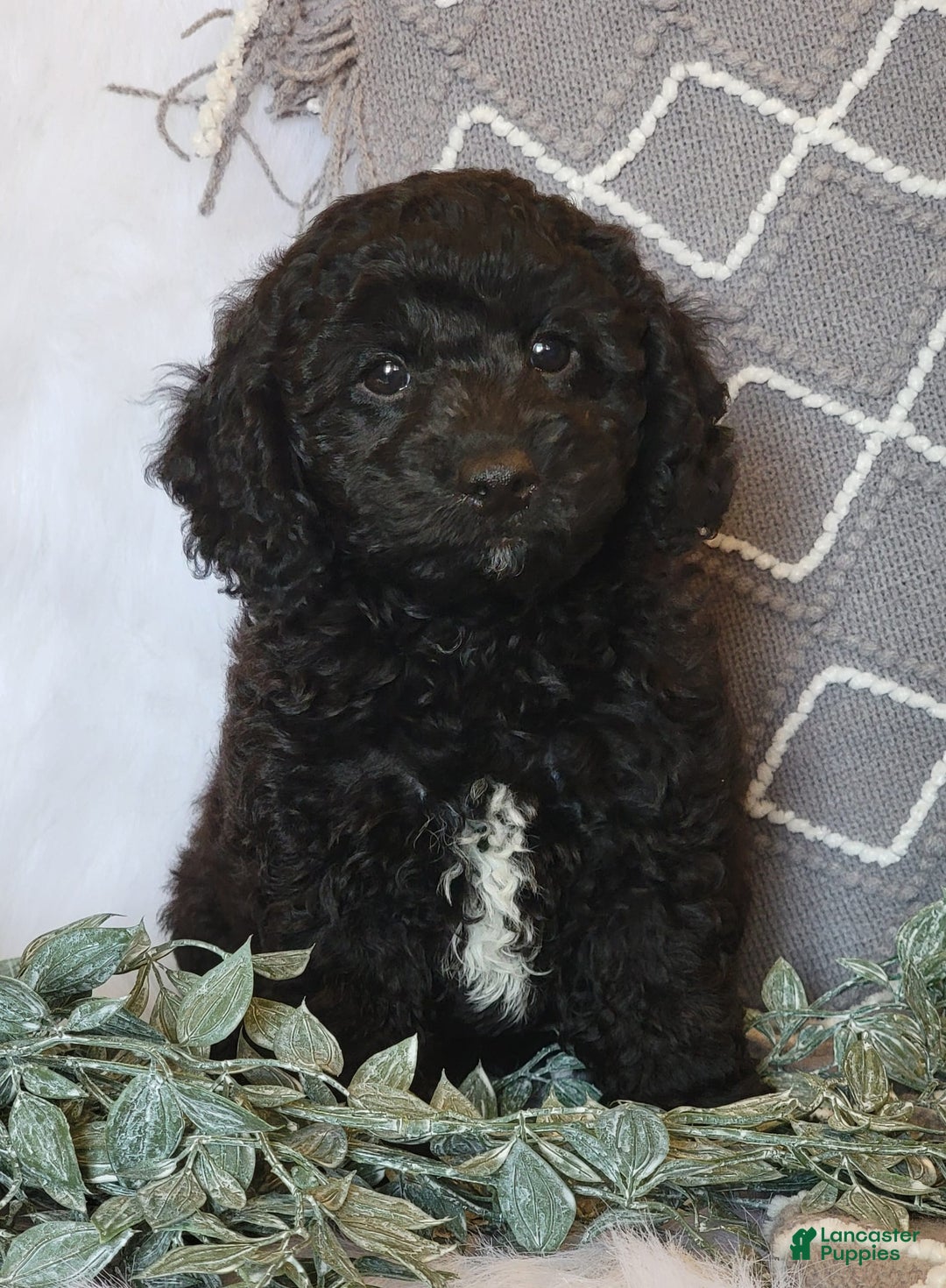 Cockapoo dogs for sale: Winston - Image 3