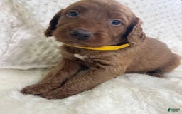 Goldendoodle dogs for sale: Rumsy - Image 1