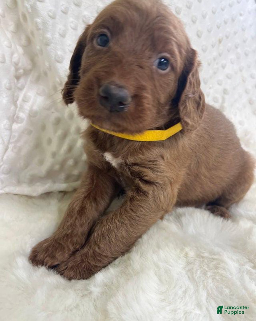 Goldendoodle dogs for sale: Rumsy - Image 1