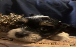 Biewer Terrier dogs for sale: Felix - Image 2