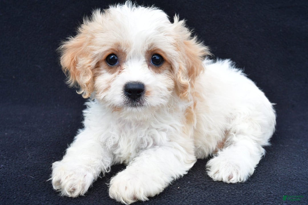 Cavachon dogs for sale: Brook - Image 2