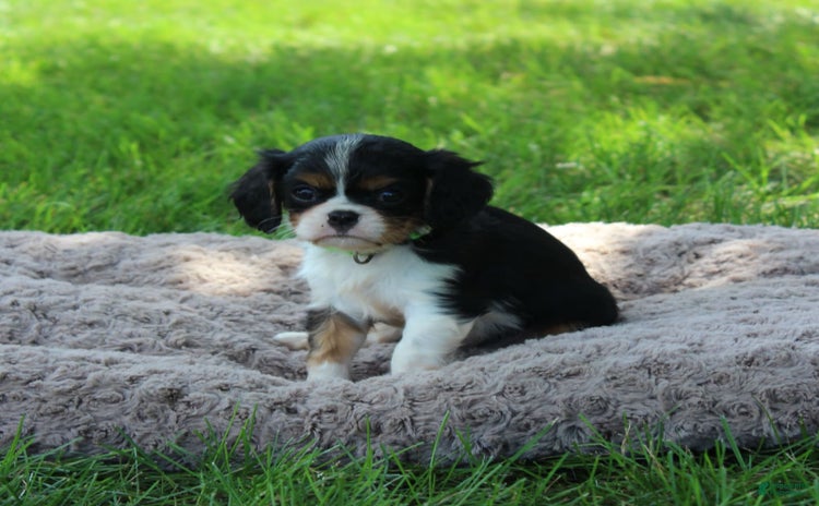 Cavalier King Charles Spaniel dogs for sale - Ad 5