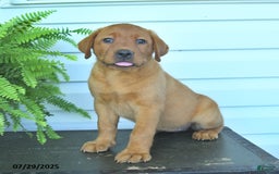 Labrador Retriever dogs for sale: Yasmine - Image 5