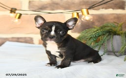 Frenchton dogs for sale: Captain - Image 5
